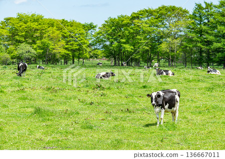 吃草的荷斯坦乳牛(圖) 吃草的荷斯坦乳牛(圖) 136667011