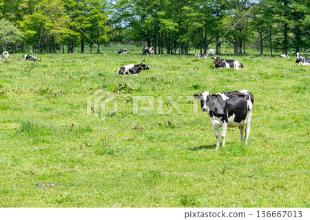 Grazing Holsteins (image) Grazing Holsteins (image) 136667013