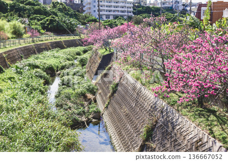 Sakurakoji, Kitanakagusuku Village, Okinawa Prefecture, Scarlet Cherry Blossoms Sakurakoji, Kitanakagusuku Village, Okinawa Prefecture, Scarlet Cherry Blossoms 136667052