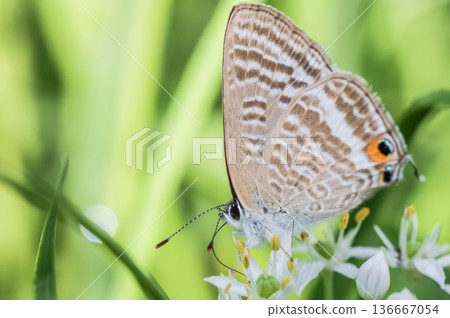 A swallowtail butterfly sucking nectar from a small white flower 136667054
