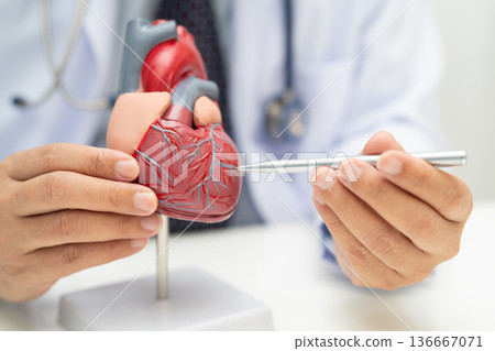 Cardiovascular disease CVD, Asian doctor holding human anatomy model for learn and treat heart disease. 136667071
