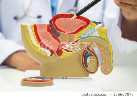 Male reproductive system, Asian doctor holding human anatomy model for study diagnosis and treatment in hospital. 136667073