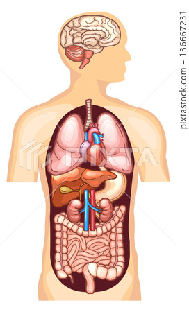 Human body anatomy with internal organs infographic diagram 136667231