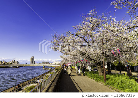 東京隅田公園櫻花節 136667339