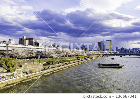 東京隅田公園櫻花節 136667341