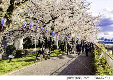 Cherry Blossom Festival at Sumida Park, Tokyo Cherry Blossom Festival at Sumida Park, Tokyo 136667345