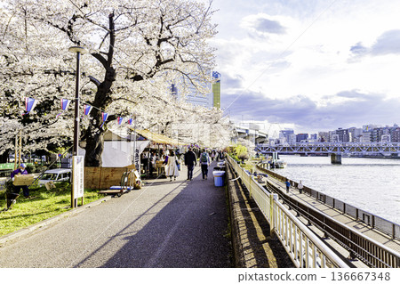 東京隅田公園櫻花節 136667348