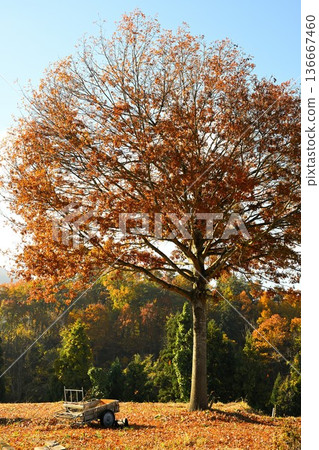 野澤溫泉村的紅葉風景(長野縣野澤溫泉村) 野澤溫泉村的紅葉風景(長野縣野澤溫泉村) 136667460