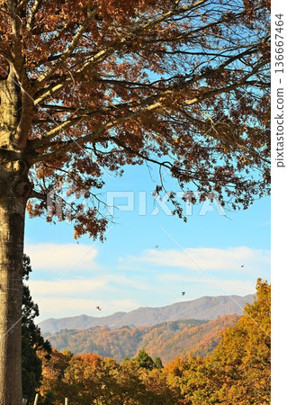 野澤溫泉村的紅葉風景(長野縣野澤溫泉村) 野澤溫泉村的紅葉風景(長野縣野澤溫泉村) 136667464