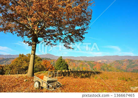 野澤溫泉村的紅葉風景(長野縣野澤溫泉村) 野澤溫泉村的紅葉風景(長野縣野澤溫泉村) 136667465