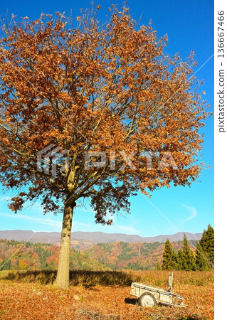 野澤溫泉村的紅葉風景(長野縣野澤溫泉村) 野澤溫泉村的紅葉風景(長野縣野澤溫泉村) 136667466