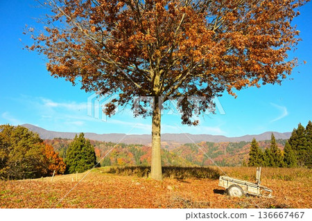 野澤溫泉村的紅葉風景(長野縣野澤溫泉村) 野澤溫泉村的紅葉風景(長野縣野澤溫泉村) 136667467