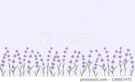 Horizontal template with blooming lavender and copy space 136667471