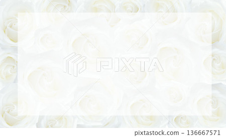 White rose flower frame background copy space 136667571