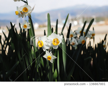 White daffodils bathed in sunlight filtering through the trees (Tusasagi daffodils swaying in the wind on the Kancho Plain) White daffodils bathed in sunlight filtering through the trees (Tusasagi daffodils swaying in the wind on the Kancho Plain) 136667801