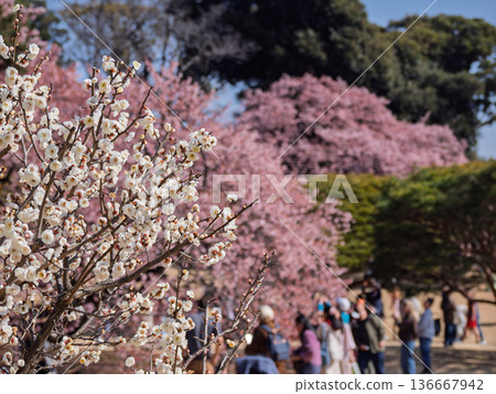 White plum blossoms, winter cherry blossoms, and cherry blossom viewers: Spring city park scenery 136667942