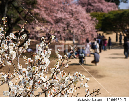 Cherry blossom viewing in a city park: White plum blossoms and winter cherry blossoms bloom in the spring 136667945