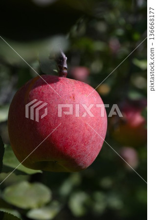 San Fuji apples grown in Iizuna Town (Iizuna Town, Nagano Prefecture) San Fuji apples grown in Iizuna Town (Iizuna Town, Nagano Prefecture) 136668177