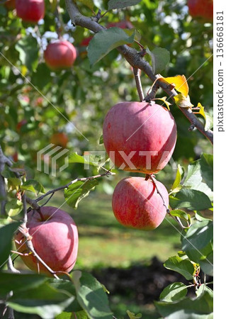 San Fuji apples grown in Iizuna Town (Iizuna Town, Nagano Prefecture) San Fuji apples grown in Iizuna Town (Iizuna Town, Nagano Prefecture) 136668181