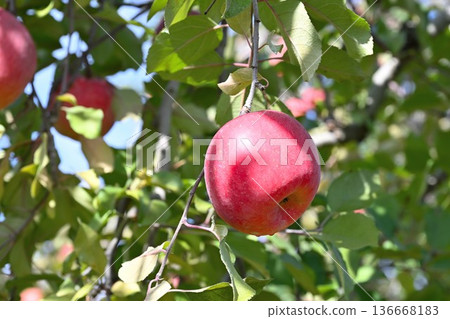 San Fuji apples grown in Iizuna Town (Iizuna Town, Nagano Prefecture) San Fuji apples grown in Iizuna Town (Iizuna Town, Nagano Prefecture) 136668183