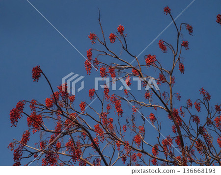 藍天和沐浴在冬日陽光下的日本榆樹(南天竹)的紅色漿果 藍天和沐浴在冬日陽光下的日本榆樹(南天竹)的紅色漿果 136668193