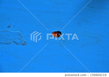 藍色桌上的瓢蟲 藍色桌上的瓢蟲 136668219