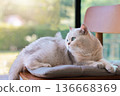 Close up of cute British Shorthair cat looking away with beautiful blue eyes. Concept of domestic pet care, feline health, pedigree animal lifestyle, lovely kitten at home and veterinary services. 136668369