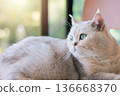 Close up of cute British Shorthair cat looking away with beautiful blue eyes. Concept of domestic pet care, feline health, pedigree animal lifestyle, lovely kitten at home and veterinary services. 136668370