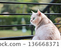 Close up of cute British Shorthair cat looking away with beautiful blue eyes. Concept of domestic pet care, feline health, pedigree animal lifestyle, lovely kitten at home and veterinary services. 136668371