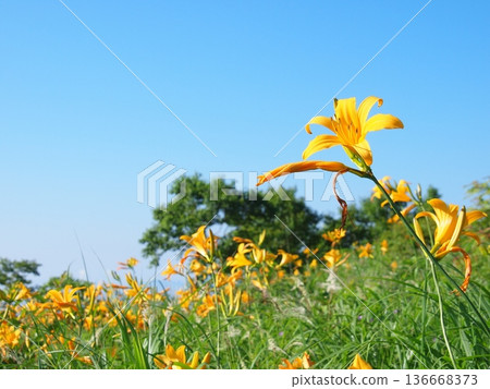 Nozorikisuge flower field on the shore of Lake Nozori 136668373