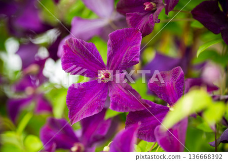 Lush garden scene with blooming clematis flowers Lush garden scene with blooming clematis flowers 136668392