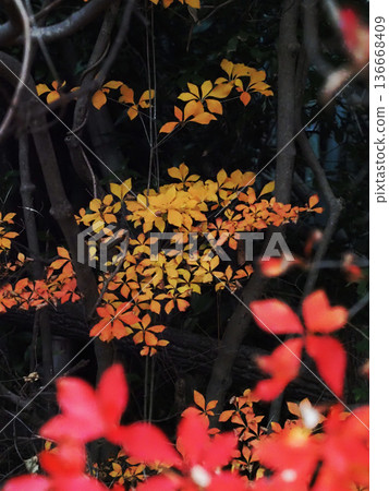 Yellow and orange Enkianthus campanulatus (colorful leaves of the lighthouse azalea) Yellow and orange Enkianthus campanulatus (colorful leaves of the lighthouse azalea) 136668409