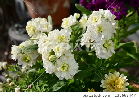 紫羅蘭(十字花科) 紫羅蘭(十字花科) 136668447