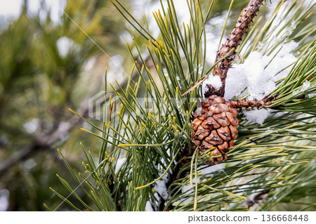 積雪覆蓋的松針和松果：冬季植物和自然的特寫鏡頭 136668448