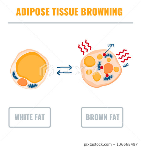 Adipose tissue browning process showing white, brown and beige fat cells involved in thermogenesis, lipolysis and energy storage. 136668487