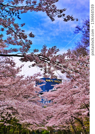Cherry blossoms at Nakajima Park in Sapporo Cherry blossoms at Nakajima Park in Sapporo 136668589