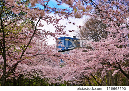 札幌中島公園裡的櫻花樹 136668590
