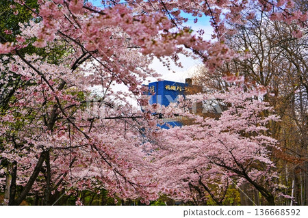 札幌中島公園裡的櫻花樹 136668592