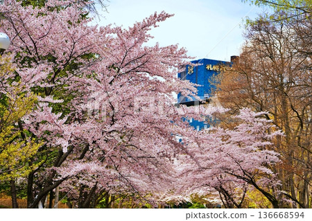 札幌中島公園裡的櫻花樹 136668594