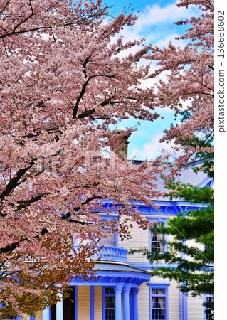 Cherry blossoms at Hoheikan in Sapporo Cherry blossoms at Hoheikan in Sapporo 136668602