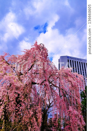 Cherry blossom trees lined up in Nakajima Park, Sapporo Cherry blossom trees lined up in Nakajima Park, Sapporo 136668605