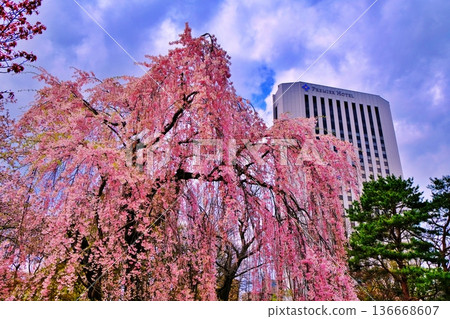 札幌中島公園裡的櫻花樹 札幌中島公園裡的櫻花樹 136668607