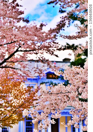 札幌寶平館的櫻花 136668608