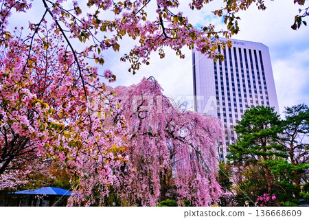 札幌中島公園裡的櫻花樹 札幌中島公園裡的櫻花樹 136668609