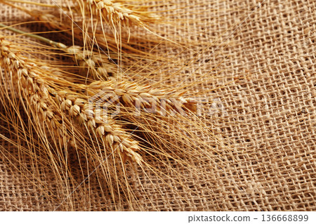 Wheat ears on burlap fabric show crop harvest and natural textures in agriculture setting 136668899