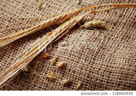 Wheat stalks and grains on burlap fabric placed in a rustic setting 136668930