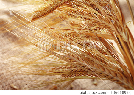 Wheat stalks are gathered together and placed on a burlap background for a rustic look 136668934