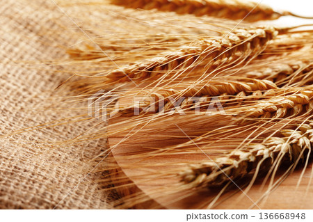 Wheat strands on burlap cloth showing details of harvest in a farm setting Wheat strands on burlap cloth showing details of harvest in a farm setting 136668948