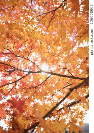 Autumn leaves shining in retrograde light Autumn leaves shining in retrograde light 136668968
