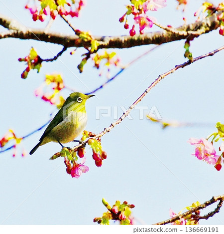 Hiyori Hanami Hiyori Hanami 136669191